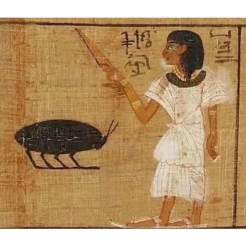 고대 포켓몬 현실 고증_4.webp