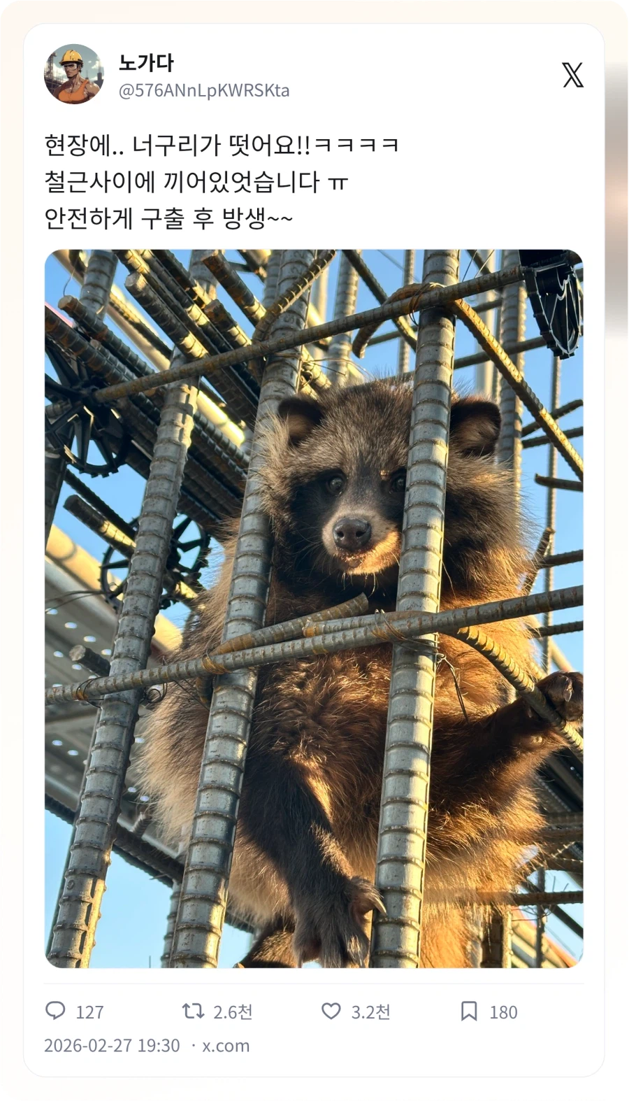 노가다 현장에서 발견한 너구리_1.webp