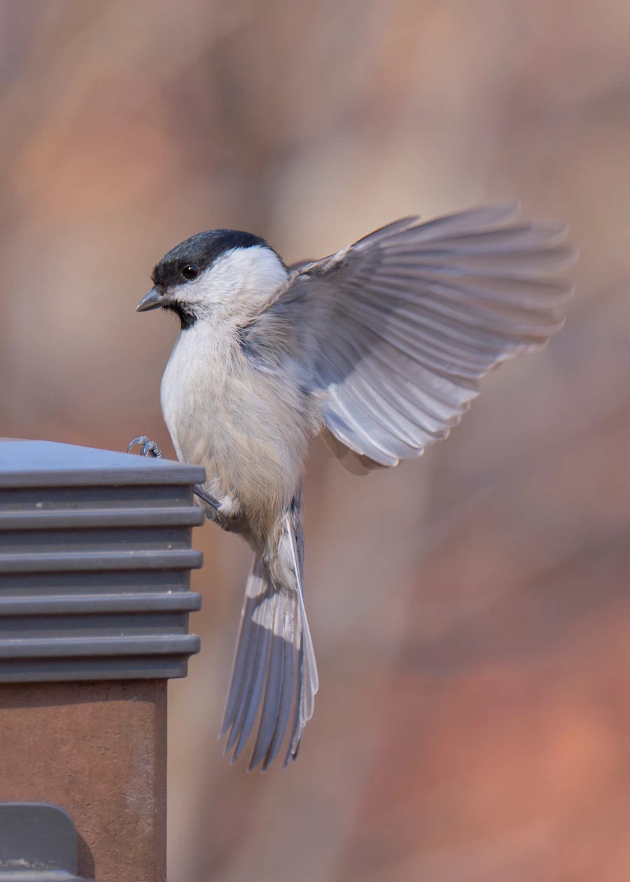 반려새로 키우고 싶은 산새들 입니다._3.webp