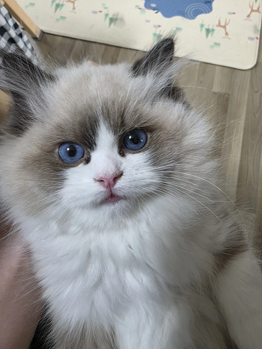 2개월 된 순종 수컷 랙돌을 소개합니다. ^^_2.webp