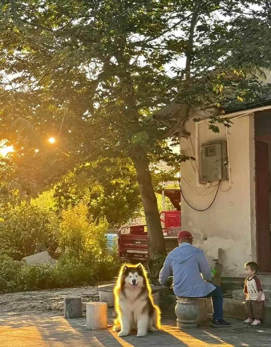 강아지 클릭_1.webp