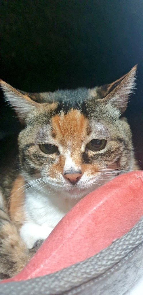 오늘로 우리집 고앵이 떠난지 2주 됐다_4.webp