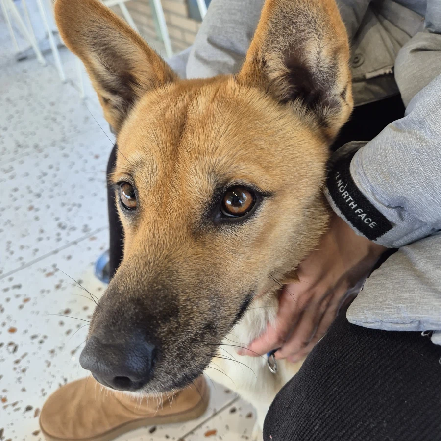 오리지날 똥개 근황_6.webp