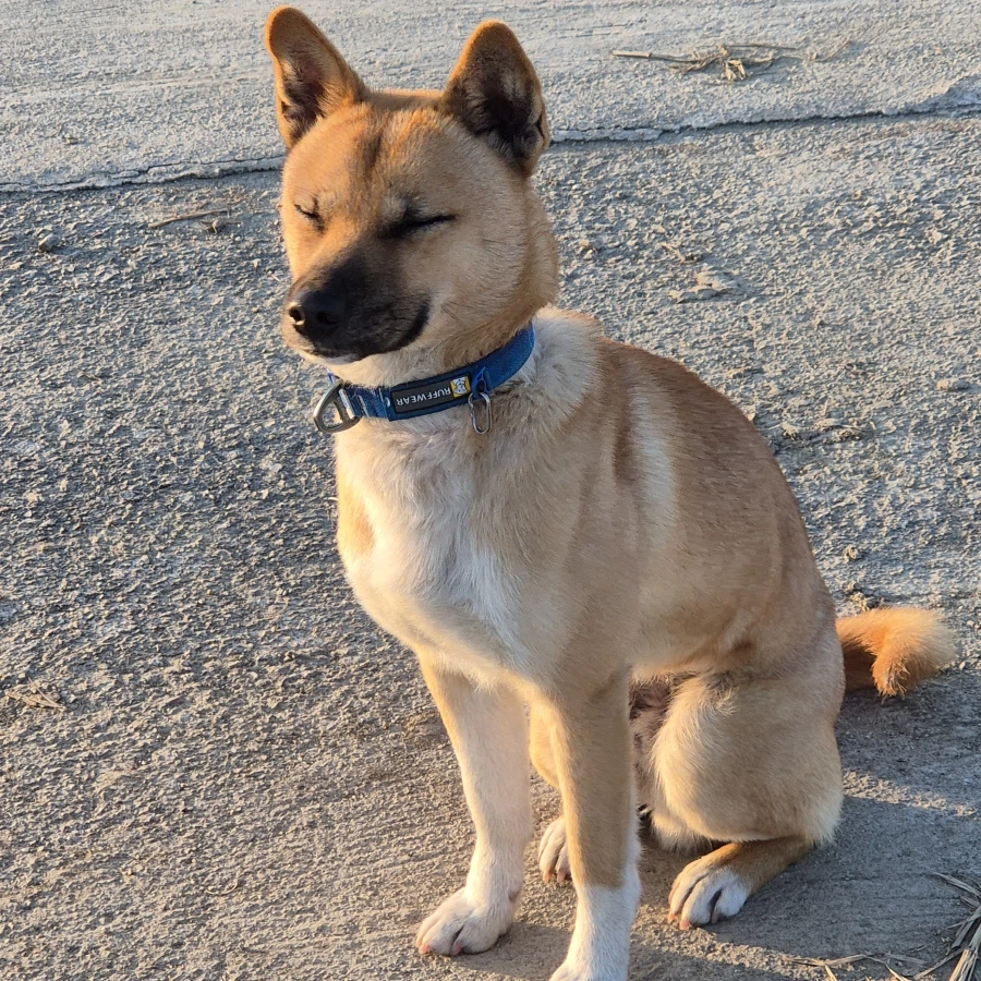 오리지날 똥개 근황_7.webp