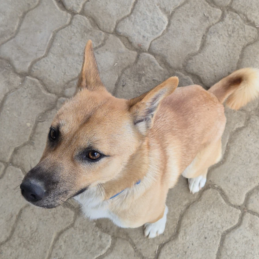 오리지날 똥개 근황_10.webp