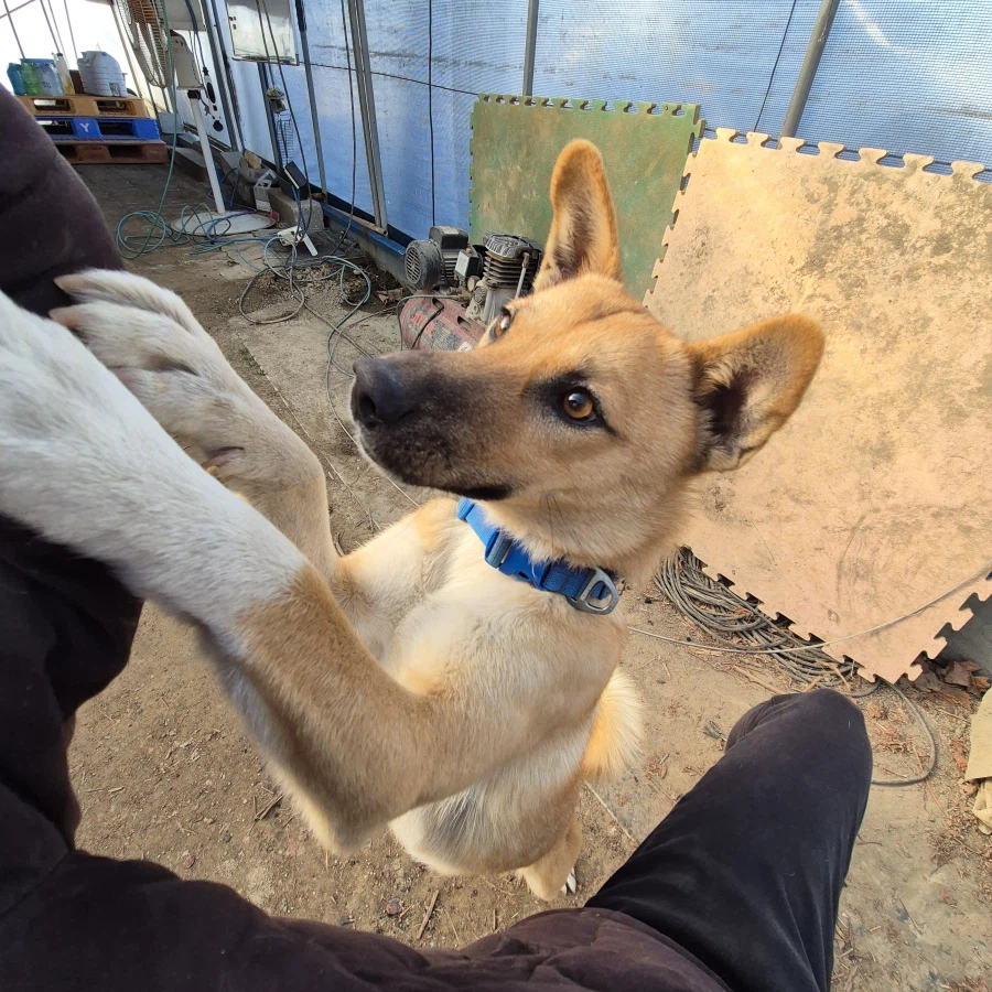 오리지날 똥개 근황_13.webp