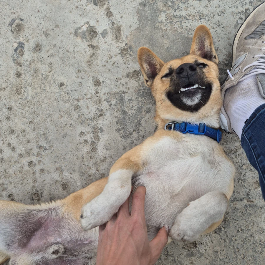 오리지날 똥개 근황_12.webp