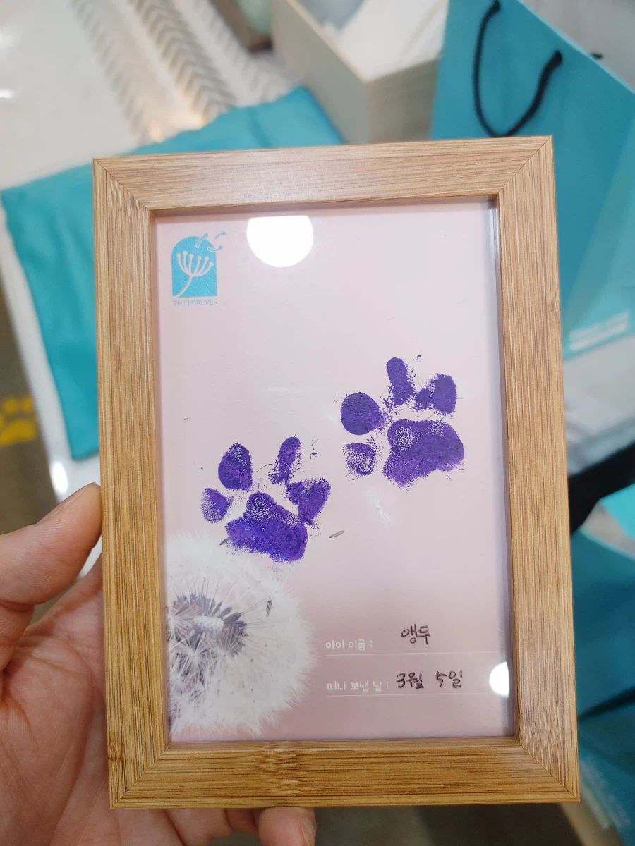 우리 앵두가 멍멍이 별로 떠났습니다_2.webp