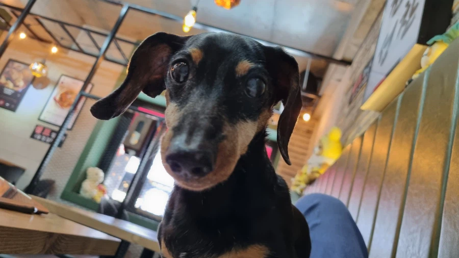 우리 앵두가 멍멍이 별로 떠났습니다_7.webp