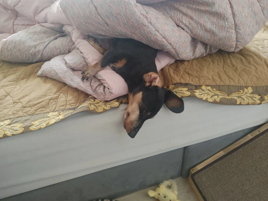 우리 앵두가 멍멍이 별로 떠났습니다_18.webp