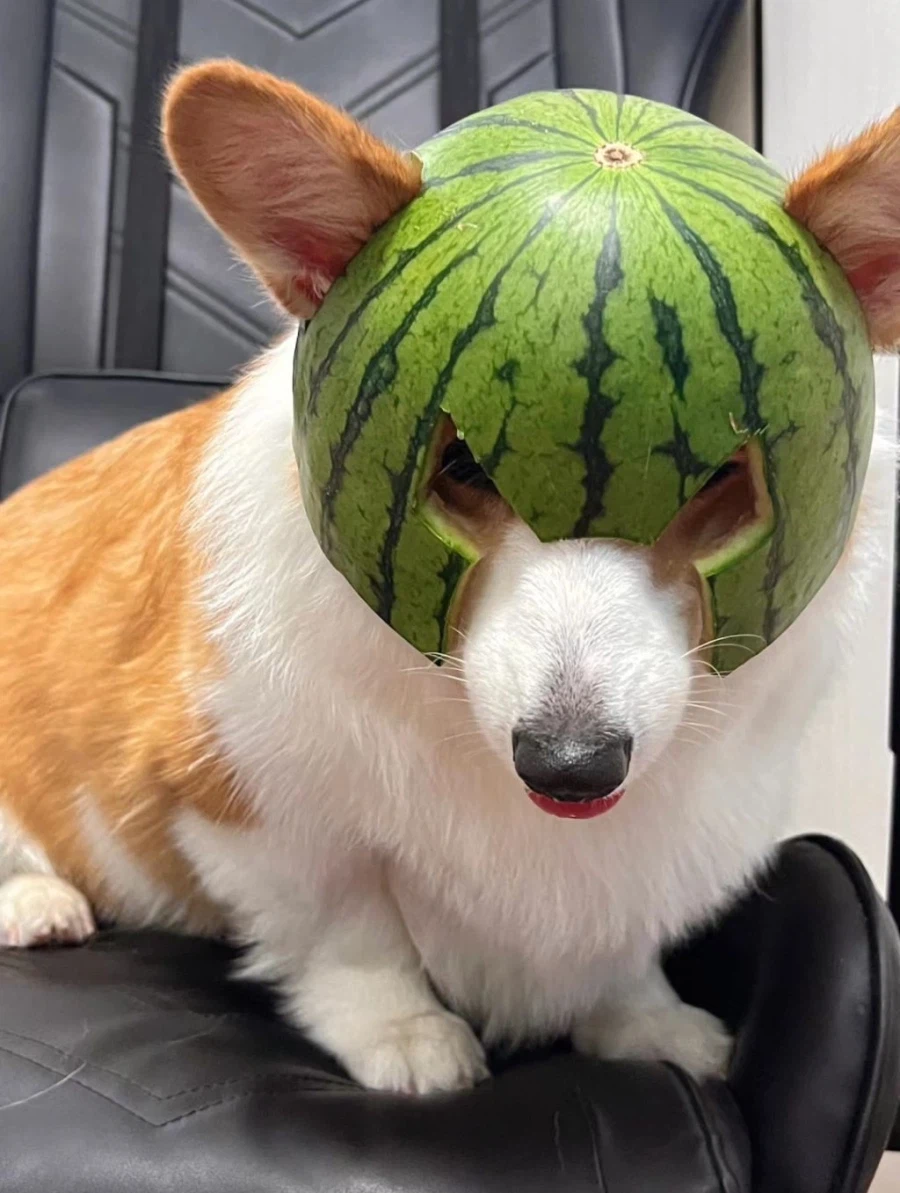 수박 투구를 쓴 강아지_3.webp