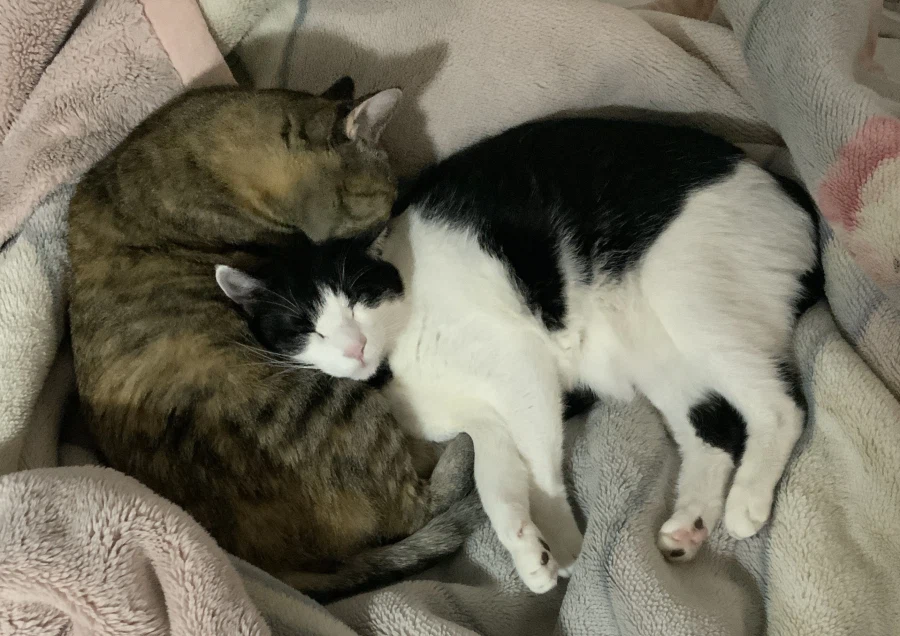 사람 집 불법침입한 들고양이들_1.webp