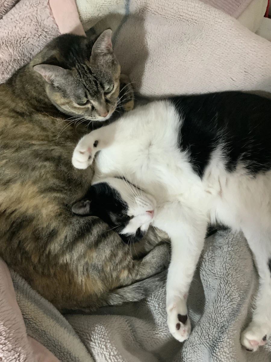 사람 집 불법침입한 들고양이들_8.webp