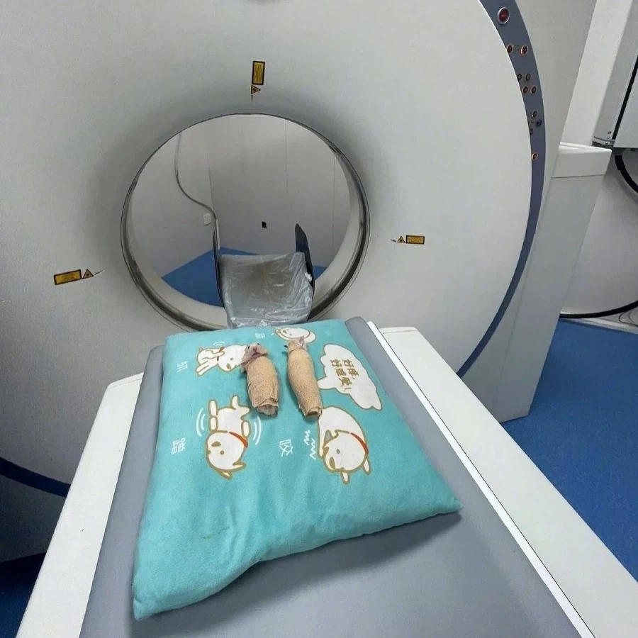 햄스터 MRI 찍는법_1.webp