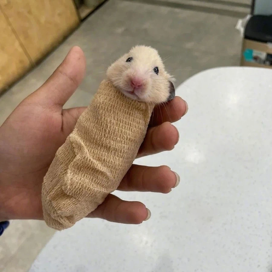 햄스터 MRI 찍는법_2.webp