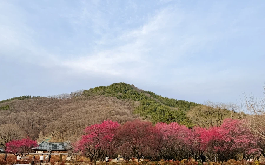 대구 달성군 남평문씨세거지 매화_1.webp