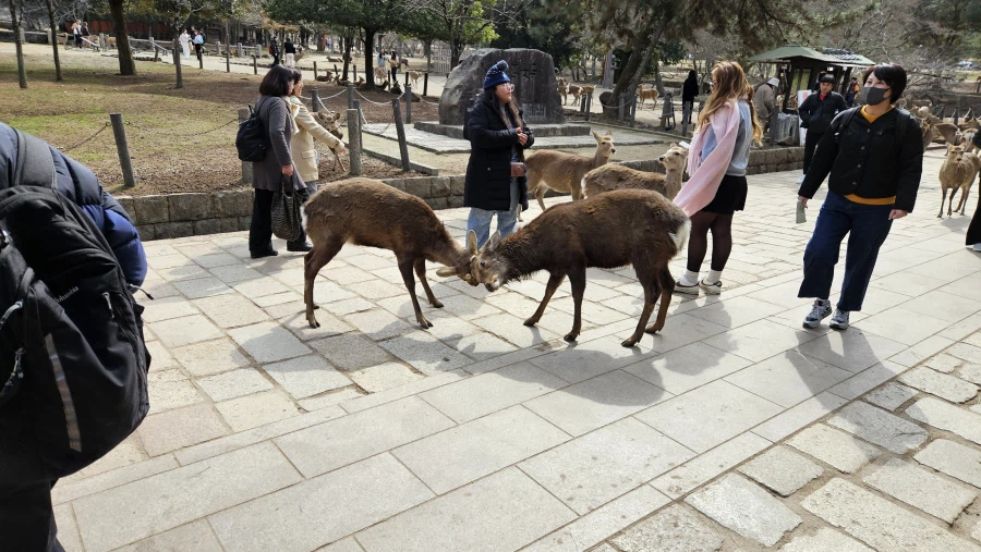 [일본]오사카 오코노미야끼 치보 / 쿠시카츠 잇토쿠 외_6.webp