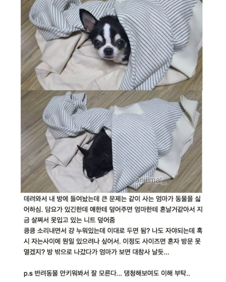 아파트에서 들개(?) 줍줍한 사람.jpg_6.webp