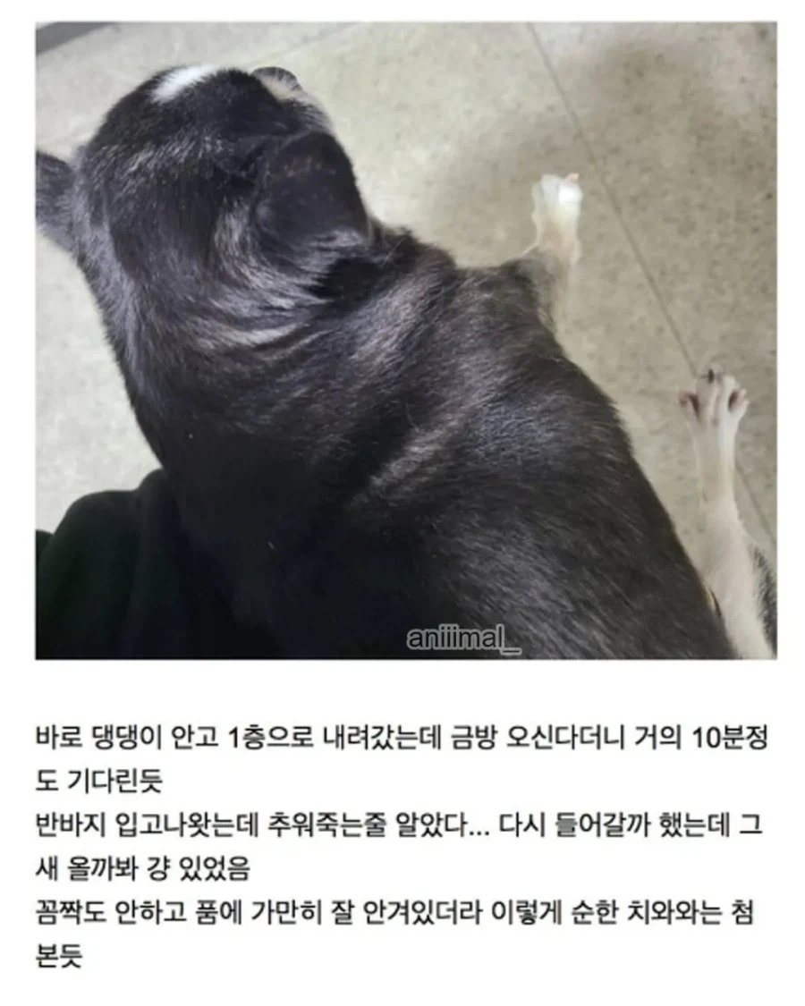 아파트에서 들개(?) 줍줍한 사람.jpg_8.webp