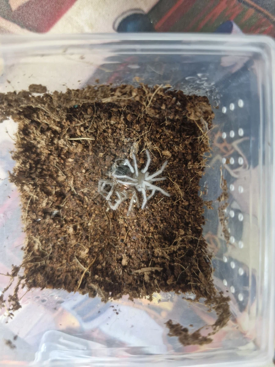 약혐)아기 거미 탈피 장면_1.webp