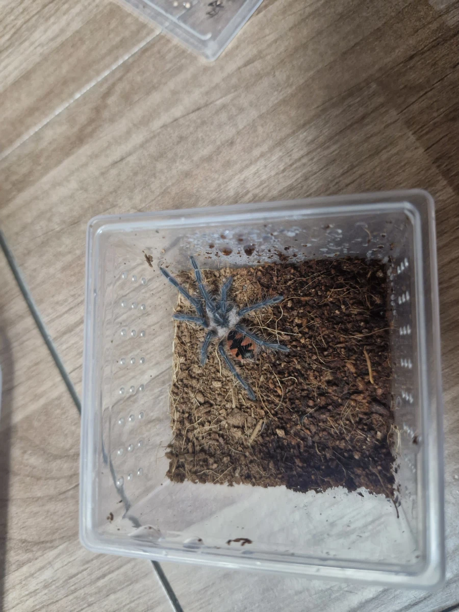 혐)거미의 독에 대한 오해_10.webp