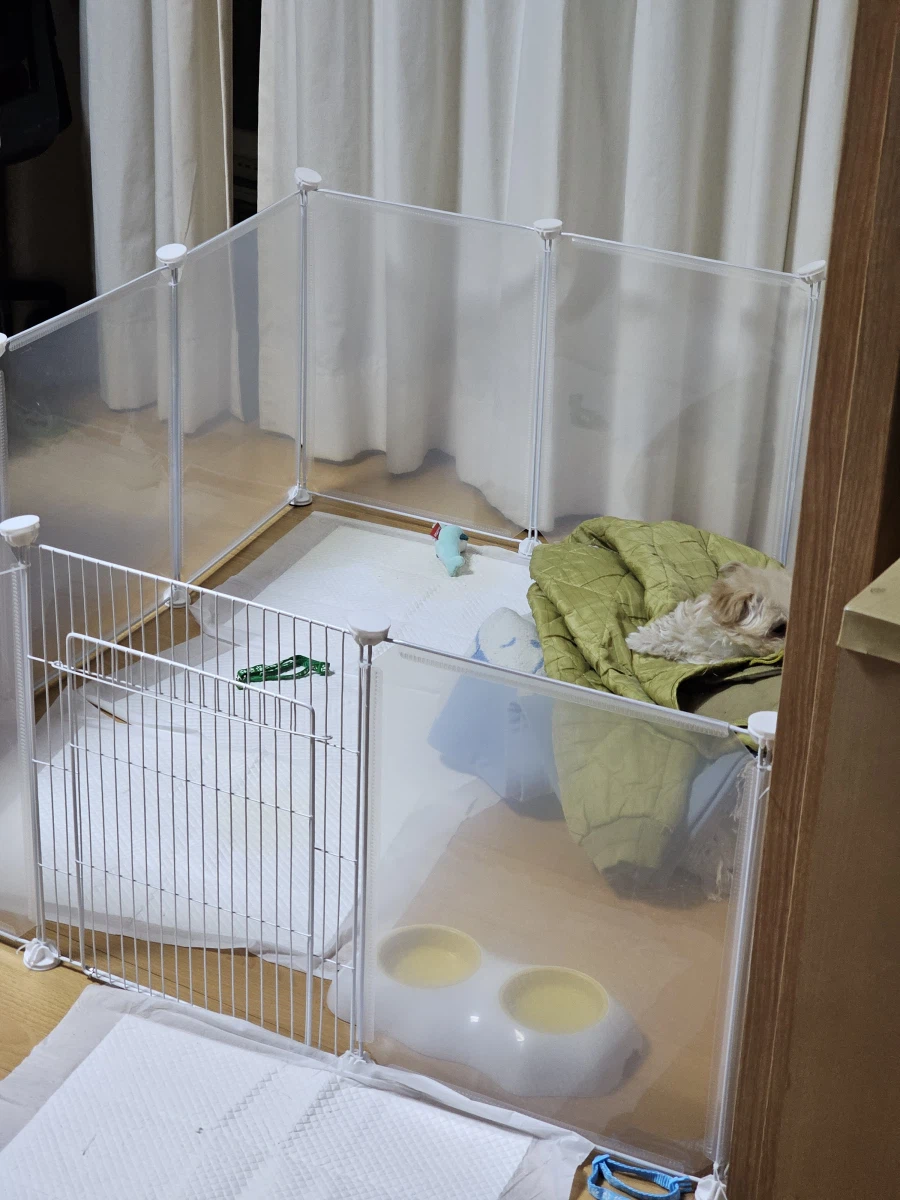 강아지 생후 74일_2.webp