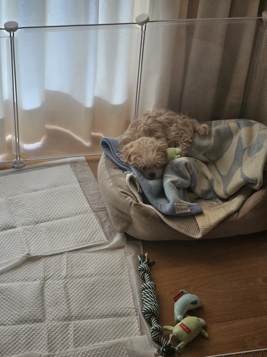 강아지 생후 74일_7.webp