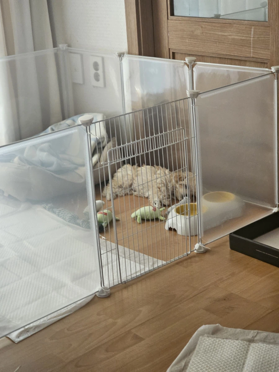 강아지 생후 74일_8.webp