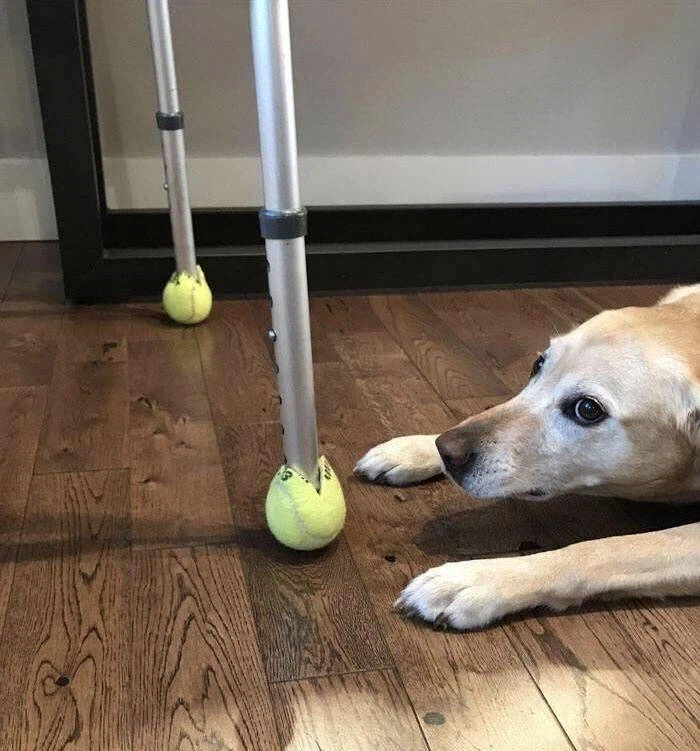 개 키우는 사람이 가구에다가 하면 안 되는 행동ㅋㅋㅋㅋㅋ_1.webp