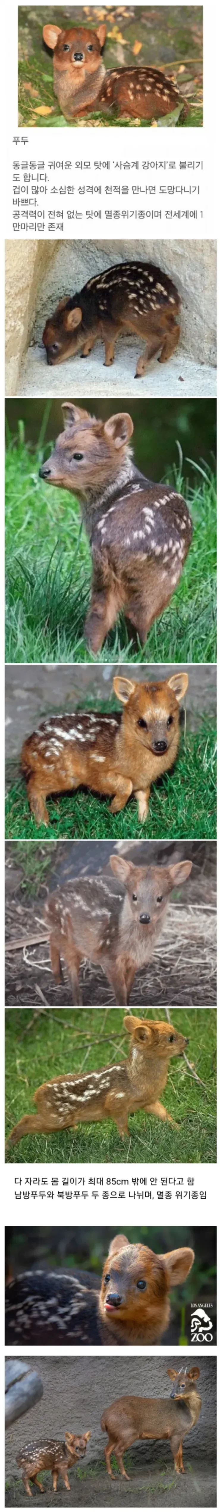 긔여워서 멸종위기종이된 사슴_1.webp