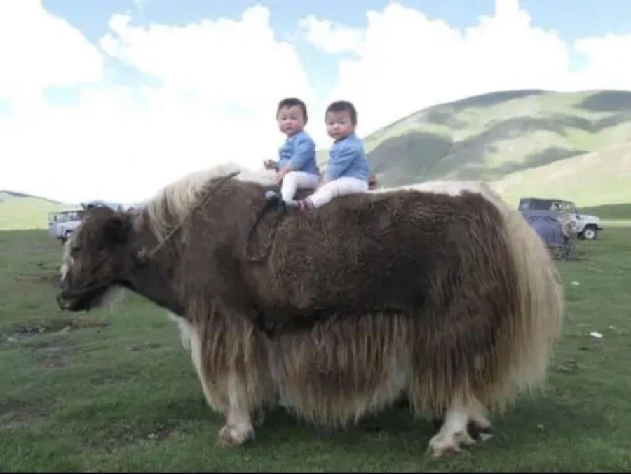 티벳에서 말 대신 타고 다니는 동물.jpg_4.webp