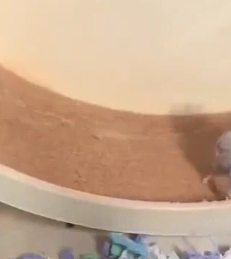 5살짜리 햄스터_1.webp