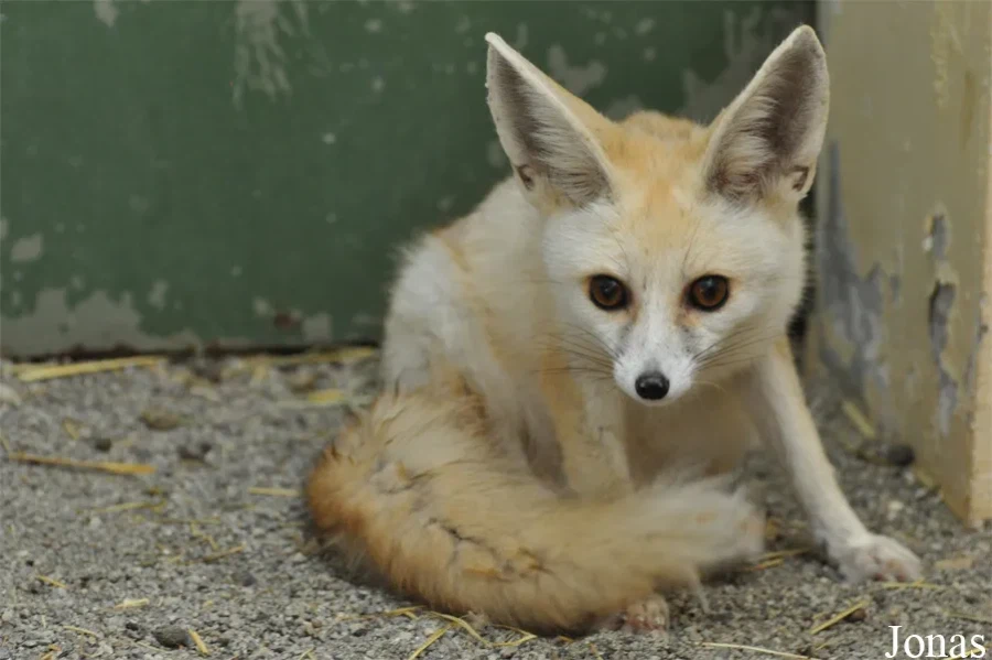 [버튜버] 패배의 포루카_1.webp