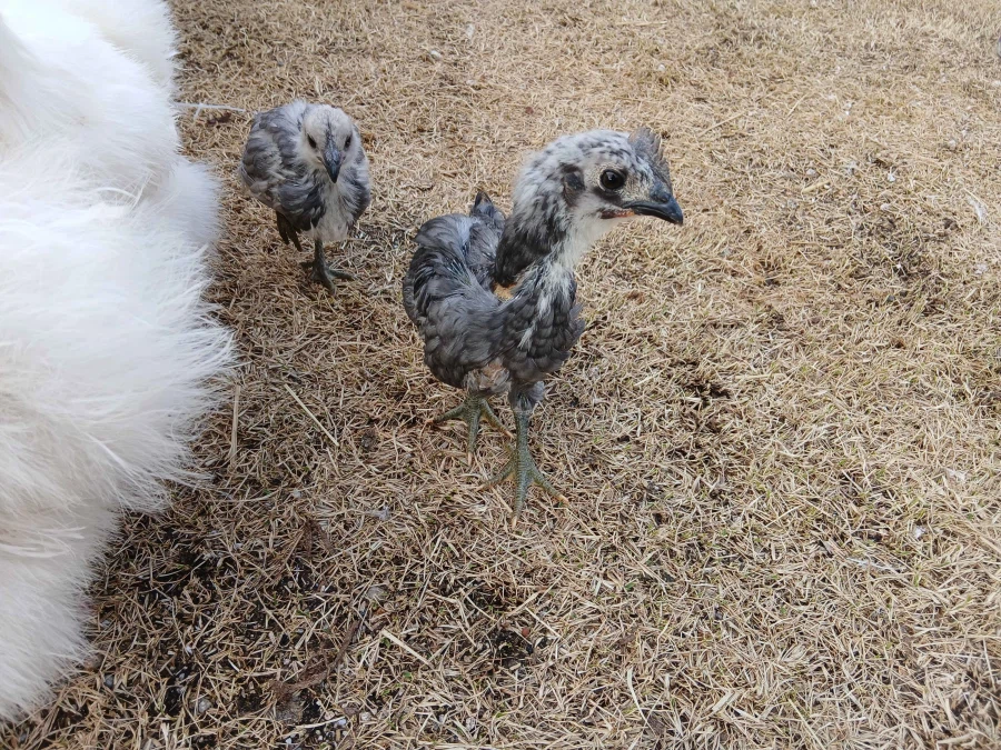 수녀님 몰래 많이 성장한 중병아리들의 일상 올리기_2.webp