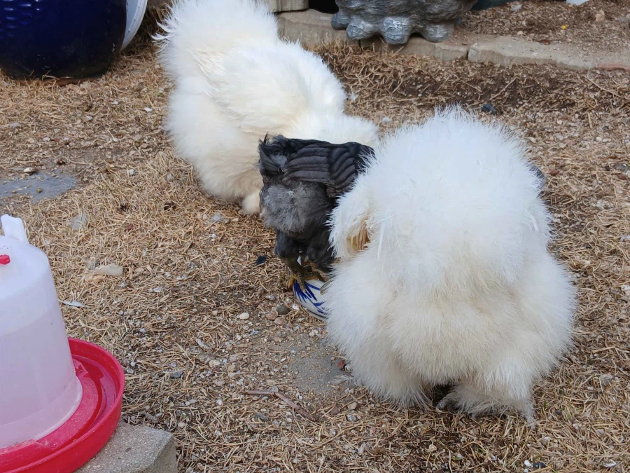 수녀님 몰래 많이 성장한 중병아리들의 일상 올리기_3.webp