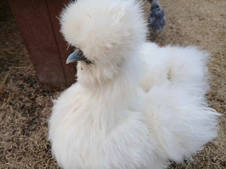 수녀님 몰래 많이 성장한 중병아리들의 일상 올리기_5.webp