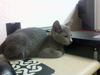 [라온이의 15번째 생일! 15년 압축 돌아보기]_5.webp