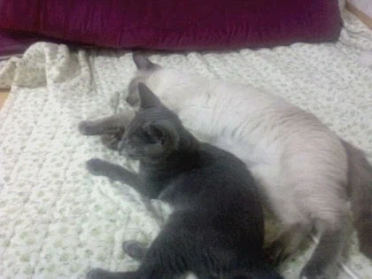 [라온이의 15번째 생일! 15년 압축 돌아보기]_6.webp