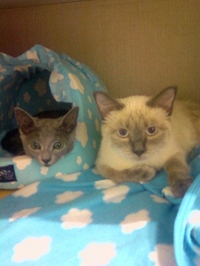 [라온이의 15번째 생일! 15년 압축 돌아보기]_8.webp