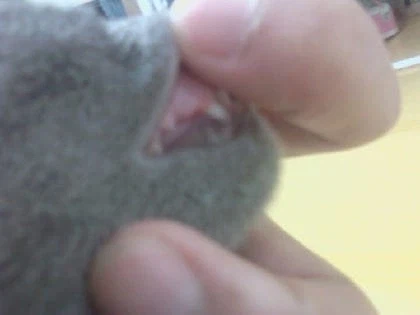 [라온이의 15번째 생일! 15년 압축 돌아보기]_19.webp