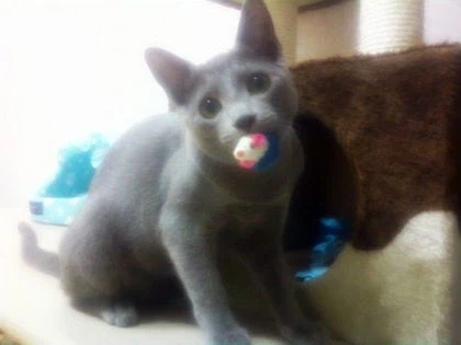 [라온이의 15번째 생일! 15년 압축 돌아보기]_27.webp