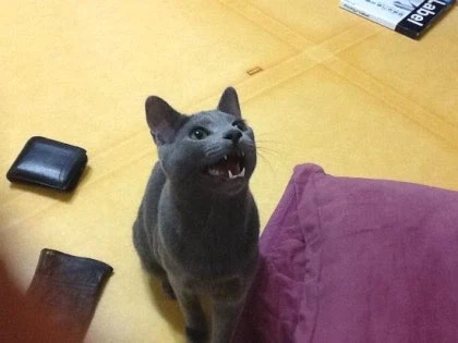 [라온이의 15번째 생일! 15년 압축 돌아보기]_30.webp