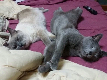 [라온이의 15번째 생일! 15년 압축 돌아보기]_51.webp