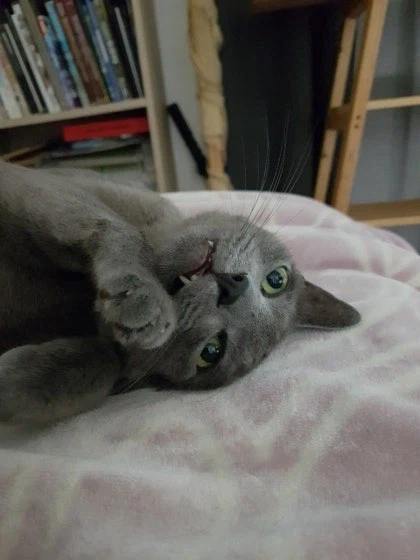 [라온이의 15번째 생일! 15년 압축 돌아보기]_57.webp