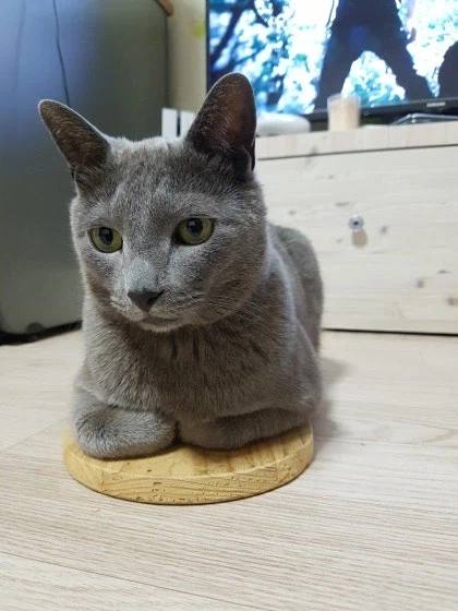 [라온이의 15번째 생일! 15년 압축 돌아보기]_61.webp