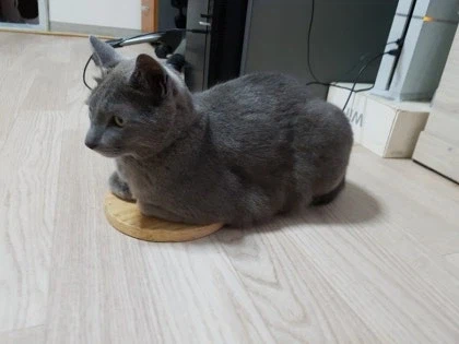 [라온이의 15번째 생일! 15년 압축 돌아보기]_62.webp