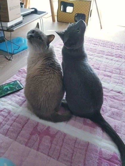 [라온이의 15번째 생일! 15년 압축 돌아보기]_64.webp