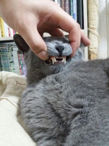 [라온이의 15번째 생일! 15년 압축 돌아보기]_74.webp