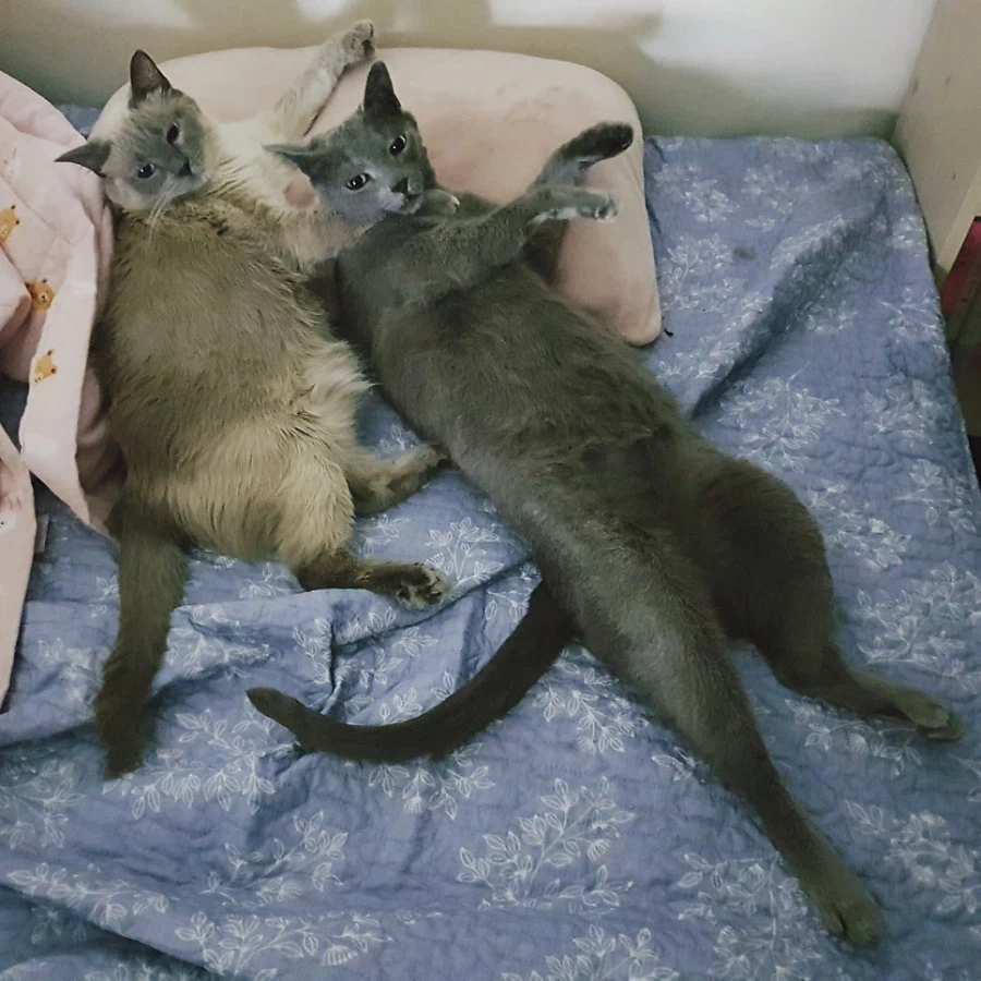 [라온이의 15번째 생일! 15년 압축 돌아보기]_84.webp