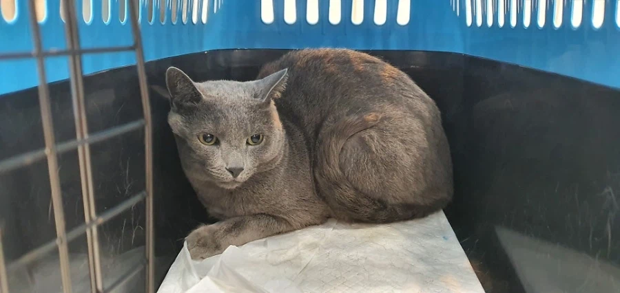 [라온이의 15번째 생일! 15년 압축 돌아보기]_90.webp